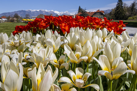 Arboretum Spomladanska razstava foto Mateja Račevski-2